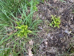 Gentiana cruciata