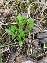 Gentiana cruciata