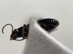 Bembidion dyschirinum