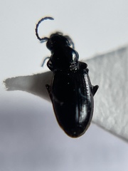 Bembidion dyschirinum