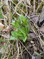 Gentiana cruciata