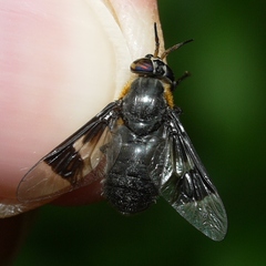 Chrysops cincticornis