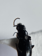 Bembidion dyschirinum