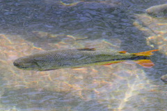 Brycon hilarii