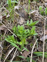 Gentiana cruciata