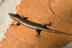 Notomabuya frenata