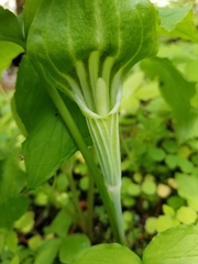Arisaema stewardsonii