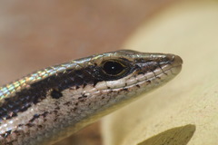 Notomabuya frenata