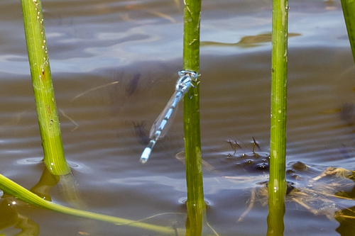 iNaturalist observation photo of Familiar Bluet