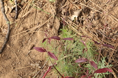Monardella hypoleuca