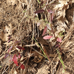Monardella hypoleuca