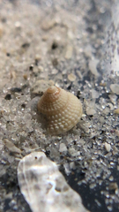 Calliostomatidae