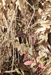 Monardella hypoleuca