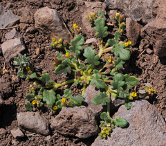 Phacelia monoensis