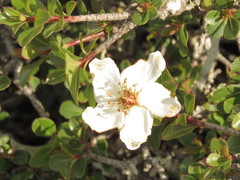 Lindleya mespiloides