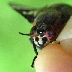 Chrysops cincticornis