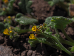 Phacelia monoensis