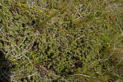 Pimelea oreophila hetera