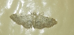 Idaea pervertipennis