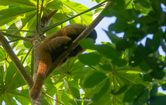 Callicebus personatus