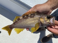 Sebastes serranoides