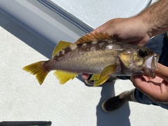 Sebastes serranoides