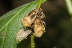 Paraselenis