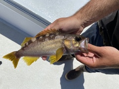 Sebastes serranoides