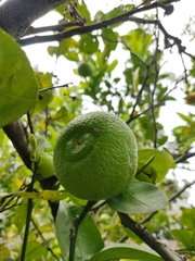 Citrus × limonia