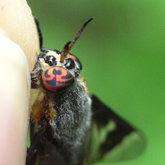 Chrysops cincticornis