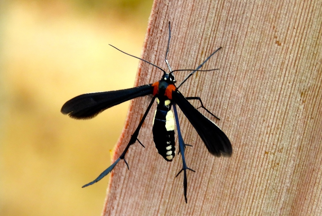Hellinsia chamelai