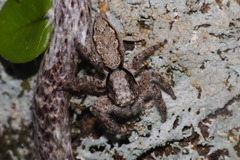 Platycryptus