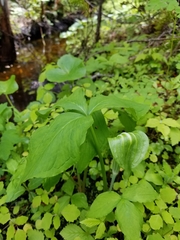 Arisaema stewardsonii