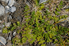 Gingidia decipiens