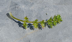 Gingidia decipiens