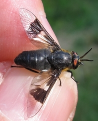 Chrysops cincticornis