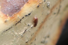 Stegobium