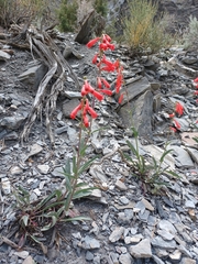 Penstemon rostriflorus