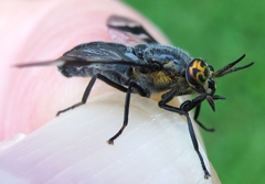 Chrysops cincticornis