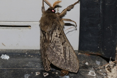 Oxycanus antipoda