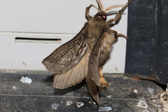 Oxycanus antipoda