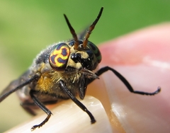 Chrysops cincticornis