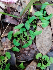 Viola silicestris