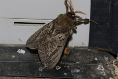 Oxycanus antipoda
