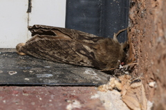 Oxycanus antipoda