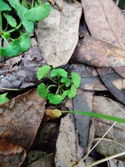 Viola silicestris