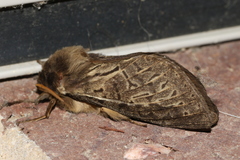 Oxycanus antipoda