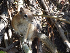 Callospermophilus lateralis lateralis