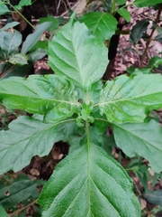 Prostanthera prunelloides