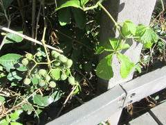 Cyphostemma hypoleucum